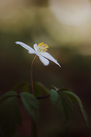 Anemone 2
