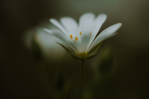 Stitchwort 9