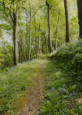 Bluebell woods 2