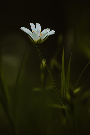 Stitchwort 12