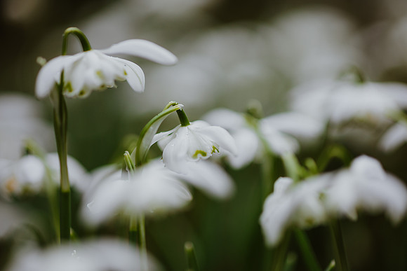 Snowdrop 8