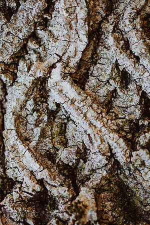 Tree Bark
