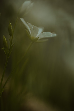 Stitchwort 11