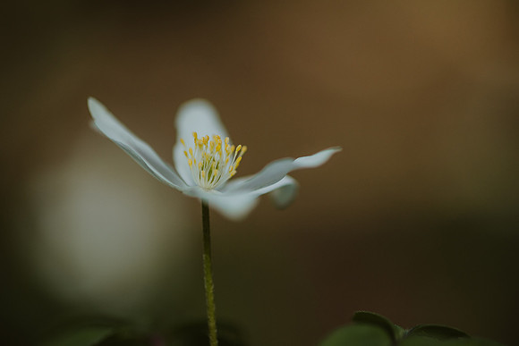 Anemone 5