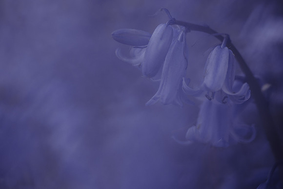 Bluebell 15