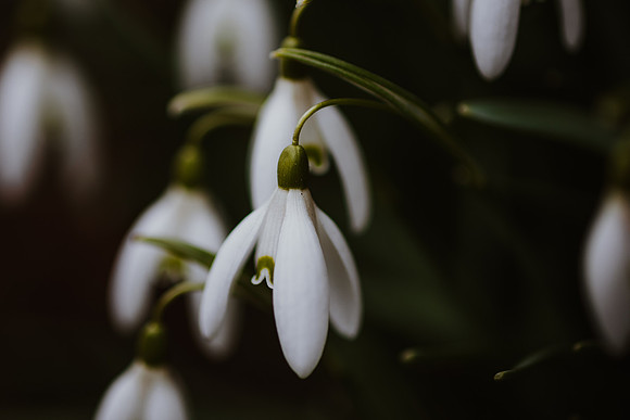 Snowdrop 2