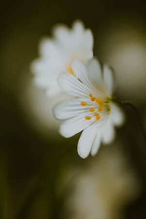 Stitchwort 16
