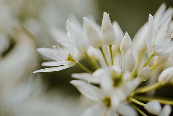 Wild garlic 8