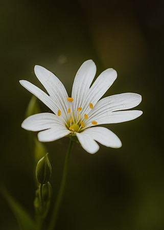 Stitchwort 3