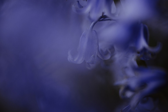 Bluebell 12