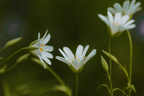 Stitchwort 13