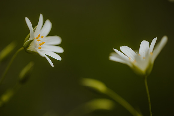 Stitchwort 15