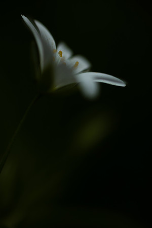 Stitchwort 4