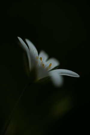 Stitchwort 6