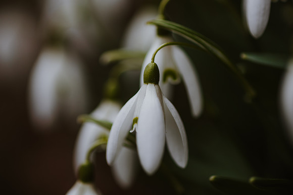 Snowdrop 3