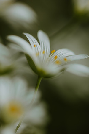 Stitchwort 19