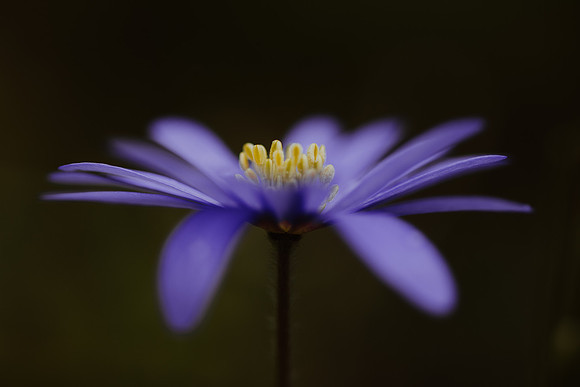 Anemone 1