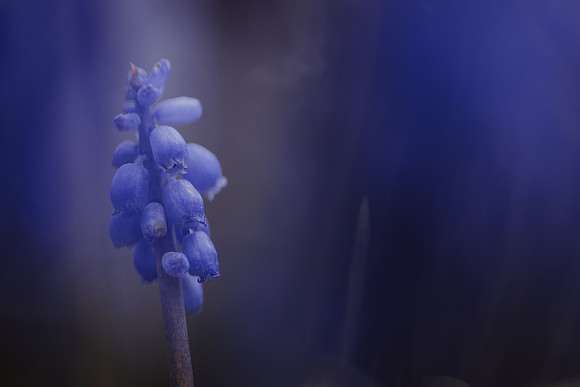 Grape Hyacinth