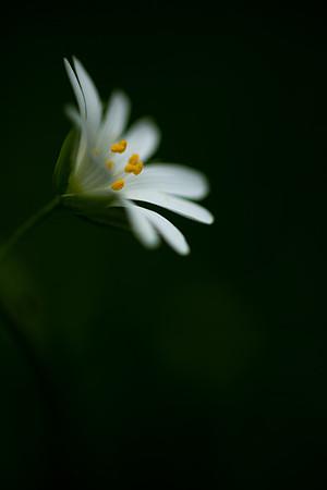 Stitchwort 7
