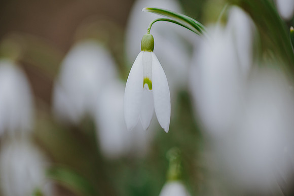 Snowdrop 5