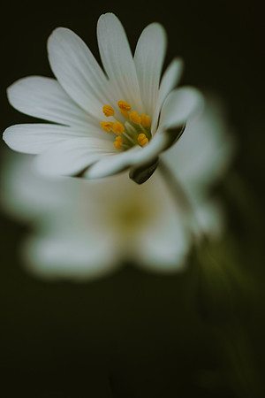 Stitchwort 10