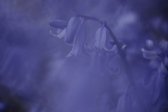 Bluebell 14