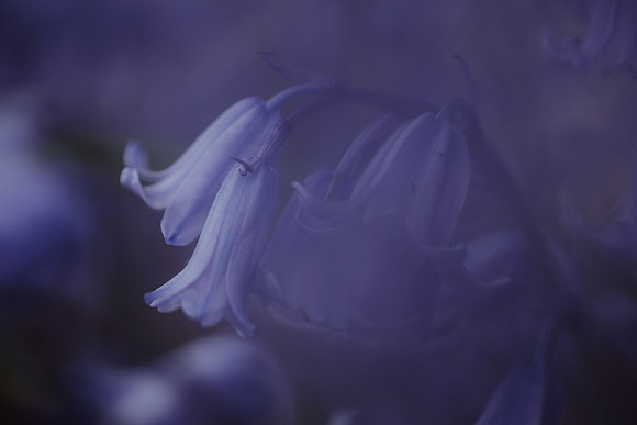 Bluebell 17