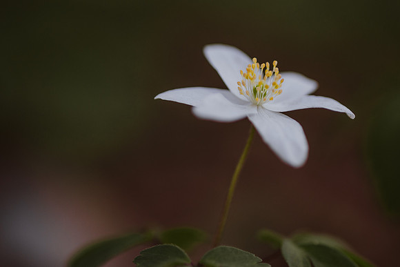 Anemone 4