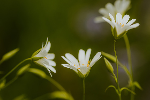 Stitchwort 14