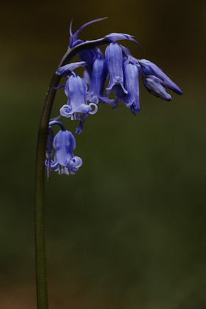 Bluebell 11