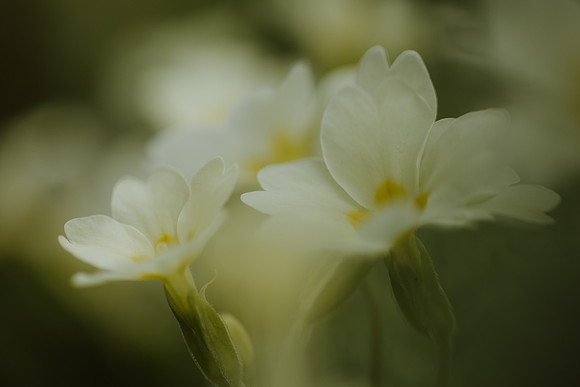 Primrose 2