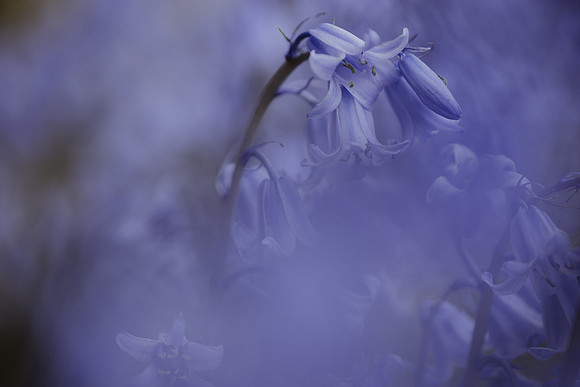 Bluebell 16