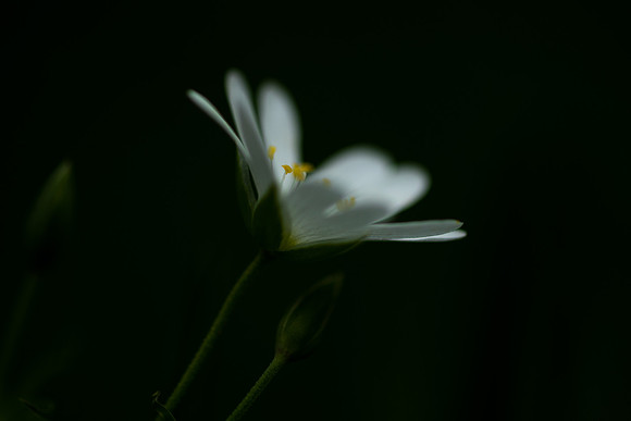 Stitchwort 8