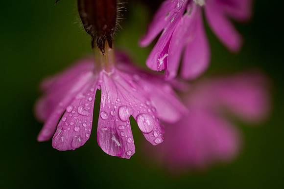 Campion with dew