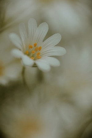 Stitchwort 20