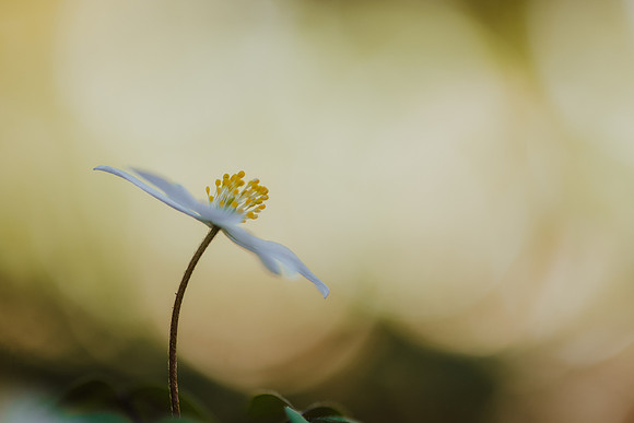 Anemone 3
