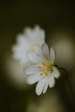 Stitchwort 17