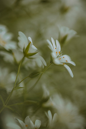 Stitchwort 21