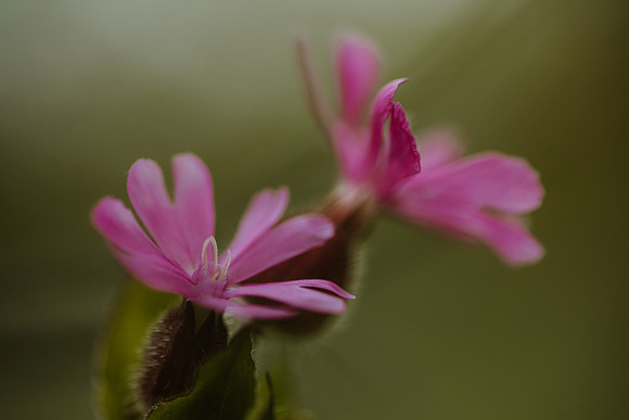 Campion 3