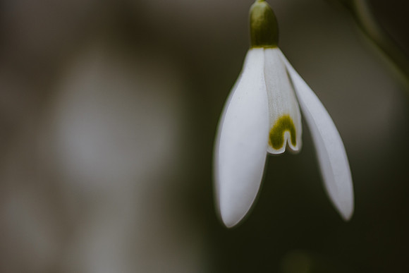 Snowdrop 4