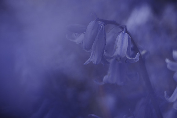 Bluebell 13