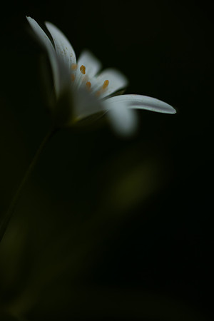 Stitchwort 5