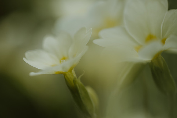 Primrose 3