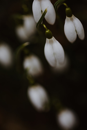 Snowdrop 7