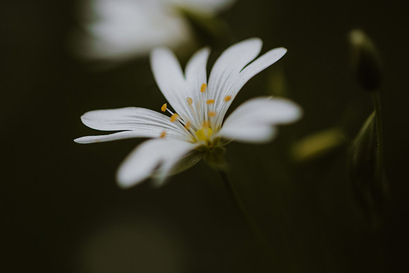 Stitchwort 1