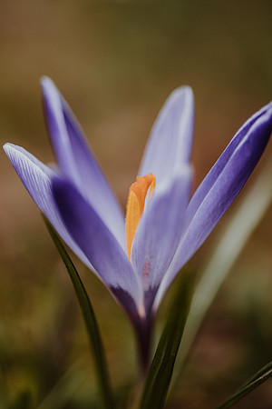 Crocus 1