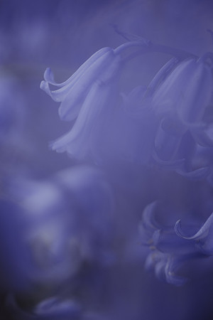 Bluebell 18