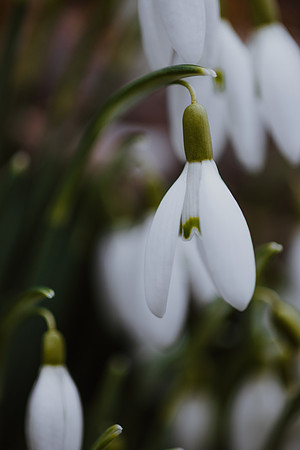 Snowdrop 1