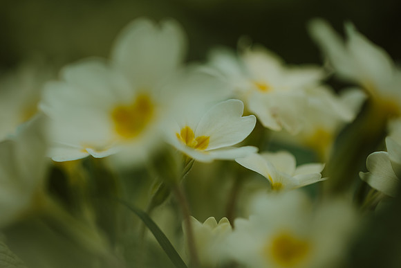 Primrose 1