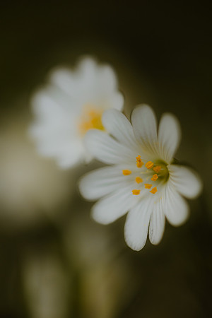 Stitchwort 18